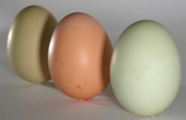 Eggs_green_brown_on_end.jpg